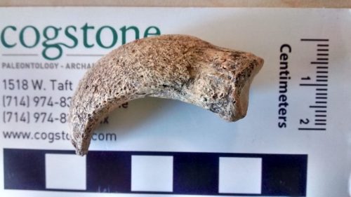 mysterious ostrich claw found at Tel Akko
